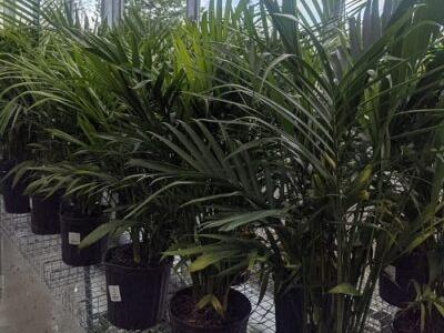 Cat Palm 10" Pot