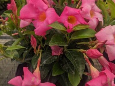 Dipladenia Bush 10"
