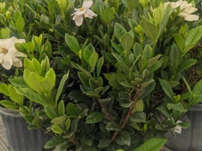 Gardenia Bush 10" Pot