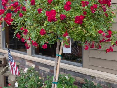 Red Drift Rose Tree   10 gallon