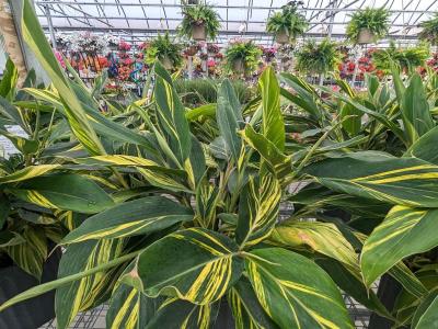 Variegated Shell Ginger 10" Pot