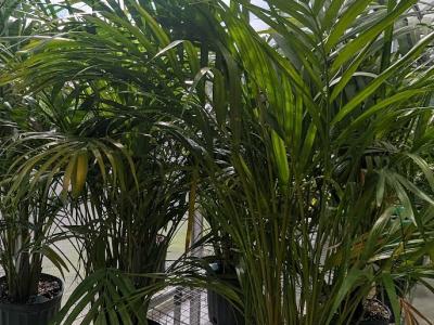 Areca Palm 10"