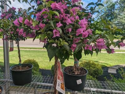 Bougainvillea Tree #2 Pot