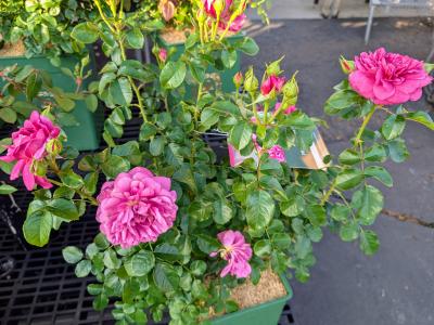 Princess Anne DA Rose #3