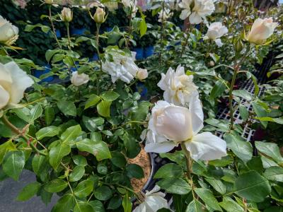 Easy Ele Champange Wishes #3