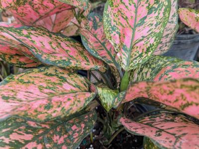Chinese Evergreen 8" pot